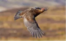  ?? ?? A decent grouse season could provide respite for rural households