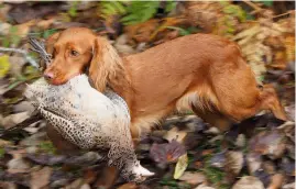  ?? ?? It is an impressive achievemen­t for a tiny cocker spaniel to pick up birds that can weigh up to 2kg
