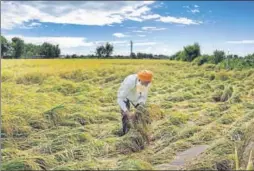  ?? PTI ?? A villager inspects damaged paddy crop at a farm near village Ibn Kalan, after incessant rains lashed the region, on the outskirts of Amritsar on Monday.