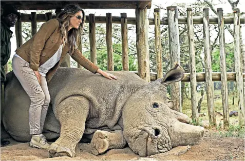  ??  ?? The last male standing: Sudan, above with Elizabeth Hurley, is believed to be suffering from loneliness in his old age. Now a BBC documentar­y (right) tells his tale