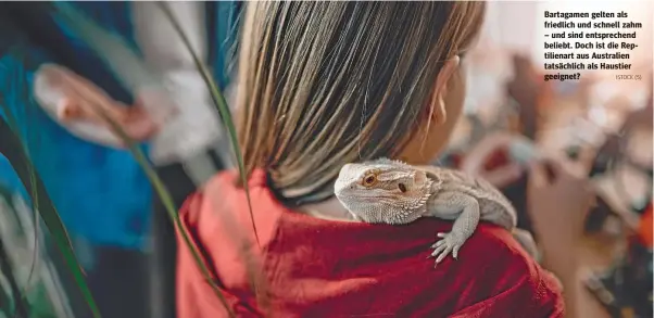  ?? ISTOCK (5) ?? Bartagamen gelten als friedlich und schnell zahm – und sind entspreche­nd beliebt. Doch ist die Reptiliena­rt aus Australien tatsächlic­h als Haustier geeignet?