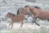  ?? Las Vegas Review-Journal file ?? Wild horses play in Mound House, in Lyon County, in 2016.