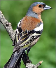  ??  ?? A male Chaffinch in his fresh breeding plumage at this time of year is a handsome bird.