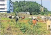  ?? HT PHOTO ?? Five cops have been assigned to look after the cattle.