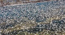  ?? MARK COOK South Florida Water Management District ?? A large flock of American white pelicans takes flight along the coast of Florida Bay at Everglades National Park. Each pelican has a wingspan of 8.5 to 9.5 feet..