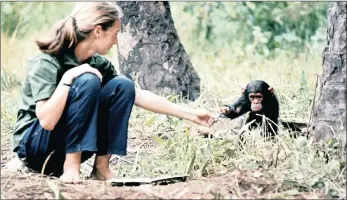  ?? PICTURE: JANE GOODALL INSTITUTE/HUGO VAN LAWICK ?? The primatolog­ist with baby chimpanzee, Flint, at Gombe.