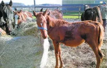  ??  ?? Horses and ponies rescued in Durham Region were starving and wracked with disease and lice, an OSPCA official says.