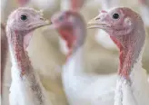  ?? Tracy Barbutes / Special to The Chronicle ?? Diestel Family Ranch organic petite hens congregate at a Jamestown barn.