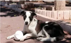  ?? ROLANDO RIESTRA ?? El problema de los perros callejeros ocupa el segundo lugar de reportes en la Dirección de Atención Ciudadana.
