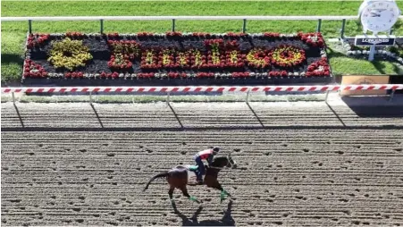  ?? getty images ?? BIG BUCKS: Conquest Mo Money works out on the track at Pimlico Race Course.