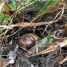  ?? PHOTO: SUPPLIED ?? The powellipha­nta snail – the Sumo wrestler of the snail world – found inside the camping gear of Outward Bound students.