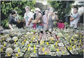  ??  ?? ORGANIZERS estimate that up to 2,500 cactus and succulent fans packed the show, where more than 20 vendors hawked plants, containers and equipment.