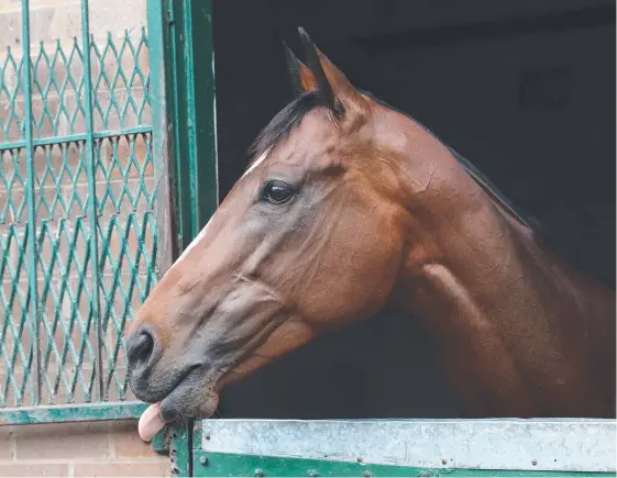  ?? Picture: BRETT COSTELLO ?? Doomben 10,000 hope English is in fine shape, according to the mare’s co-trainer Gai Waterhouse.