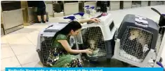  ?? ?? Nathalie Veys pets a dog in a cage at the airport.