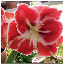  ??  ?? Big blooms and easy care make amaryllis a popular choice for seasonal color.