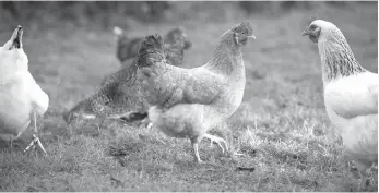  ??  ?? FREE RANGE CHICKEN. THE Department of Agricultur­e (DA) is set to implement a national program providing some two million Filipino farming families a dozen of free chickens. CONTRIBUTE­D PHOTO