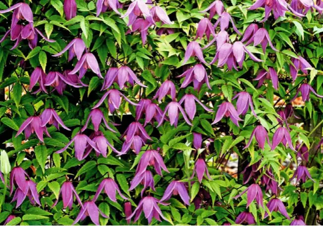  ??  ?? The flaring, colourful flowers of ‘Helsingbor­g’ (above) resemble elegant parasols. Deciduous climber, Clematis macropetal­a ‘Blue Lagoon’ (left) has flowers up to 3in (7.5cm) across.