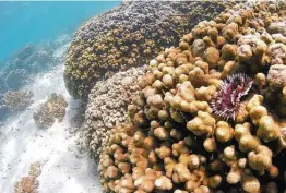  ?? Photos by Caleb Jones / Associated Press ?? A coral reef lives in Kaneohe Bay in Hawaii. Scientists are trying to speed up coral’s evolutiona­ry clock to build reefs that better withstand global warming.