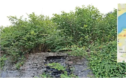  ?? IMAGE: ENVIRONET UK ?? Left, Japanese knotweed takes over a garden wall; above, the heat map showing its concentrat­ion in the Bristol area