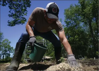  ?? (AP/Seth Wenig) ?? Frank Popolizio of Homestead Farms and Ranch helps plant marijuana for the adult recreation­al market at his farm in Clifton Park, N.Y., last month.