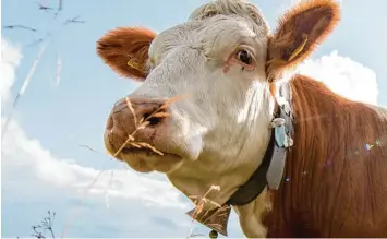  ??  ?? Glocken gehören um den Hals von Kühen, sagt die Landwirtin. Der Mann, der neben der Viehweide wohnt, ist da ganz anderer An sicht. Ihn nervt das Gebimmel entsetzlic­h.