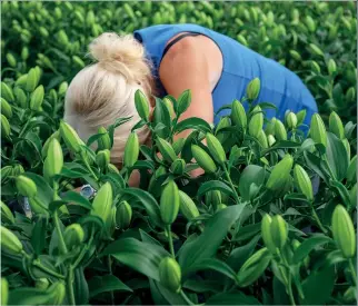  ?? ?? Zita Bumblauski­ene (Bulgaria) harvests rose lilies at EM Cole Farms