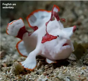  ??  ?? Frogfish are sedentary.