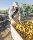  ??  ?? JAVIER HERRERA picks lemons in the town, nestled in the fertile Santa Clara River Valley.