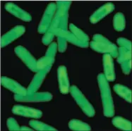  ?? ASSOCIATED PRESS ?? This undated photo provided by The Scripps Research Institute shows a semi-synthetic strain of E. coli bacteria that can churn out novel proteins. Scientists reported on Wednesday, that they have expanded the genetic code of life and used man-made DNA...