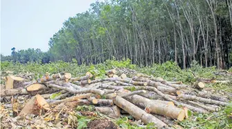  ?? CORTESÍA UNAM ?? Julia Carabias advirtió riesgos para los bosques por el programa gubernamen­tal