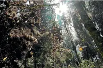  ?? WASHINGTON POST ?? Monarch butterflie­s alight on trees in the Rosario sanctuary in December 2019.