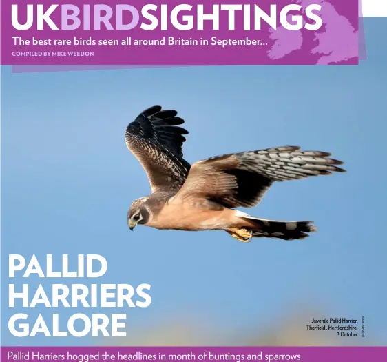  ??  ?? Juvenile Pallid Harrier, Therfield , Hertfordsh­ire, 3 October