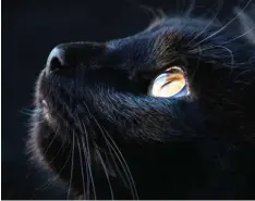  ?? Foto: fotogray71, stock.adobe.com ?? Katzenauge­n sehen nicht nur fasziniere­nd aus – sie sind es auch. Denn mit ihnen ha‰ ben die Tiere auch nachts den Durchblick.