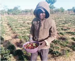  ??  ?? Young Justine harvests his strawberry but many of the smallholde­rs like him cannot afford to go out of Jos to search for market