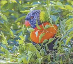  ??  ?? They don’t come much cuter than this brilliantl­y coloured Rainbow Lorikeet. PHOTO: DUBBO PHOTO NEWS/KEN SMITH