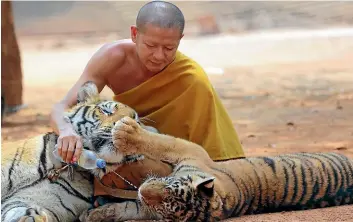  ?? AP ?? A Thai Buddhist monk feeds water to a tiger at the Tiger Temple, in Saiyok district in Kanchanabu­ri province, west of Bangkok.