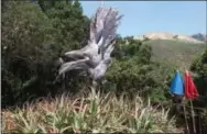  ?? PHOTO COURTESY OF TOM BENTLEY ?? A breathtaki­ng sculpture of a phoenix stands outside Big Sur’s Nepenthe.