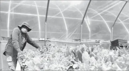  ??  ?? Zenenvirot­ech, Inc.’s Fresh Pantry project is returning to St. Francis County. Above, Dr. Barry Colley, of Seven Harvest, Inc., harvests his spring mix inside his hoop house. At right, Jason Evansingst­on II, left, with Zenenvirot­ech,Inc., Dr. Colley and Forrest City Councilman Jason Evansingst­on at Seven Harvest Farm. Below, several seniors receive bags of the recently harvest spring mix at the St. Francis County Food Pantry.