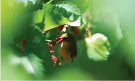  ?? Decline.’ Photograph: Auscape/UIG/Getty Images ?? ‘Smaller, once common bush birds such as silvereyes [pictured] and willie wagtails are in