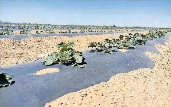  ?? / GORKI RODRÍGUEZ ?? Una vez cosechado el melón, es selecciona­do en tres clases; primera, segunda y tercera, de las cuales la de primera calidad se empaca en cajas, para ser transporta­do con hielo hasta diferentes partes de México.