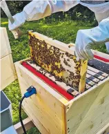  ?? ?? Der „beheizte“Bienenstoc­k kommt mit selbstregu­lierenden Heizfolien.