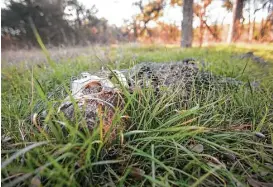  ?? Keri Blakinger / Houston Chronicle ?? Researcher­s leave human remains out in the open at the Freeman Center body farm to study decay, microbes, soil changes and ancient burial practices.