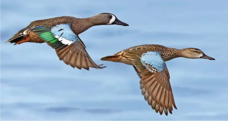  ??  ?? Compared to other ducks, blue-winged teal are one of the latest species to take off for their breeding grounds each spring.