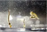  ?? AP Photo/ Wilfredo Lee ?? Aedes aegypti mosquito larvae swim in a container Aug. 24 at the Florida Mosquito Control District Office in Marathon, Fla.