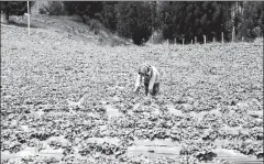  ?? Archivo ?? • Los cultivos de fresas en Cebadas fueron afectados en noviembre, por la caída de la ceniza de forma permanente.