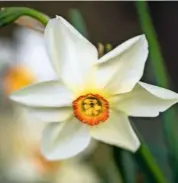  ??  ?? Fragrant Narcissus actaea, with its cupped, red-edged centre.