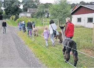  ?? FOTO: FALK ZIELKE ?? Wer will, kann die Alpakas ausführen – Kinder jedoch nur in Begleitung mit einem Erwachsene­n, denn die Tiere können ganz schön störrisch sein.