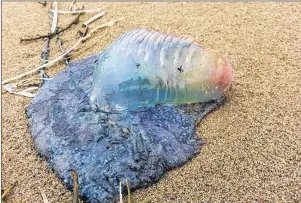  ?? SUBMITTED PHOTO/WENDY RUSSELL ?? Two Portuguese men-of-war were spotted on Kennington Cove beach.