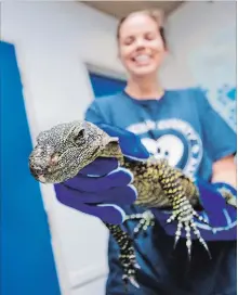  ?? BOB TYMCZYSZYN TORSTAR ?? Lincoln County Humane Society animal care technician Brianna Dingman holds onto a large lizard found roaming St. Catharines.