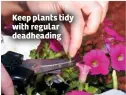  ??  ?? Keep plants tidy with regular deadheadin­g